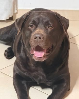 Labrador chocolate
