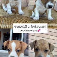 Cuccioli originali di jack russell terrier