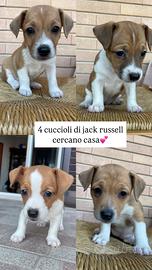 Cuccioli originali di jack russell terrier
