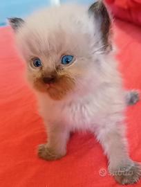 Ragdoll