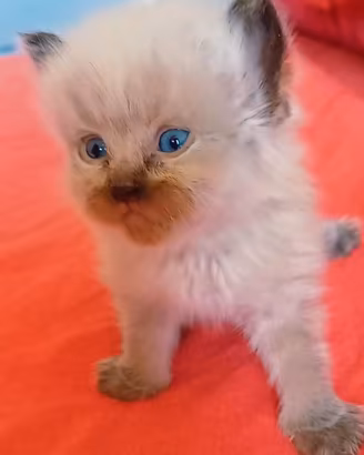 Ragdoll