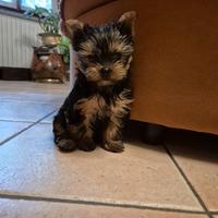 Cucciolo maschio di Yorkshire