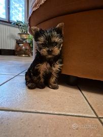 Cucciolo maschio di Yorkshire