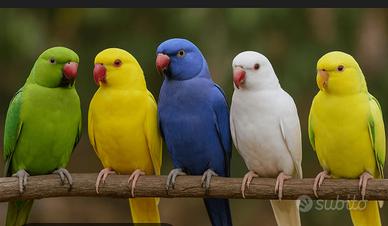 Parrocchetti dal collare