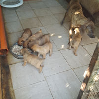 Cuccioli di Segugio Maremmano