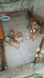 Cuccioli di Segugio Maremmano