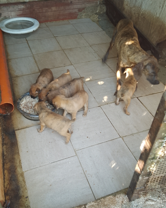 Cuccioli di Segugio Maremmano