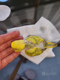 Cocorita allevata a mano