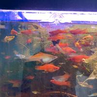 Portaspada, endler blue japan e platy