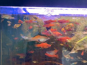 Portaspada, endler blue japan e platy