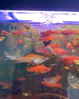 Portaspada, endler blue japan e platy