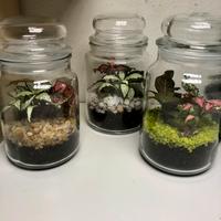 Terrario con piante