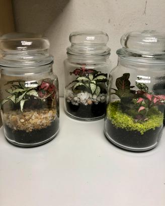 Terrario con piante