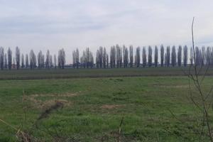 Terreno di 5000 m² a Candiana