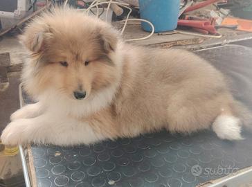 Pastore scozzese collie a pelo lungo