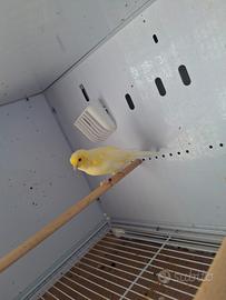 Canarino femmina giallo brinata