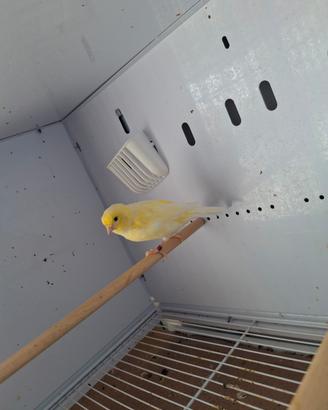Canarino femmina giallo brinata