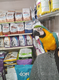 Ara arauna allevata a mano