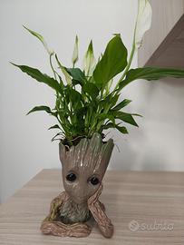 Vaso Baby Groot con Pianta Spatifillo