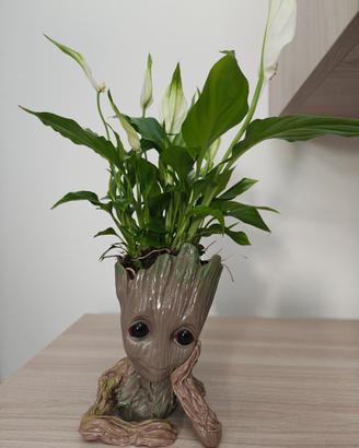 Vaso Baby Groot con Pianta Spatifillo