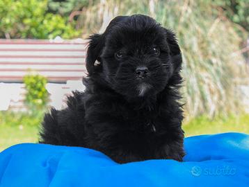 Cucciolo maschio di Maltipoo nero