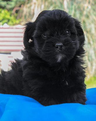 Cucciolo maschio di Maltipoo nero