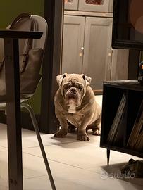 American Bully exotic lilac con pedigree importan