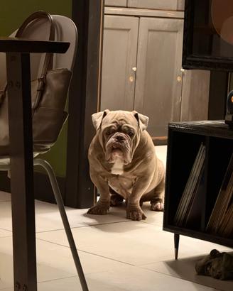 American Bully exotic lilac con pedigree importan