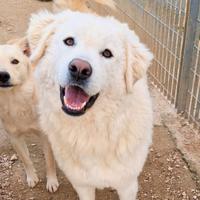 Una magnifica adozione per leo