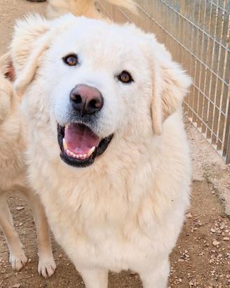 Una magnifica adozione per leo