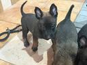 pastore-belga-malinois