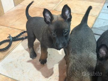Pastore belga Malinois