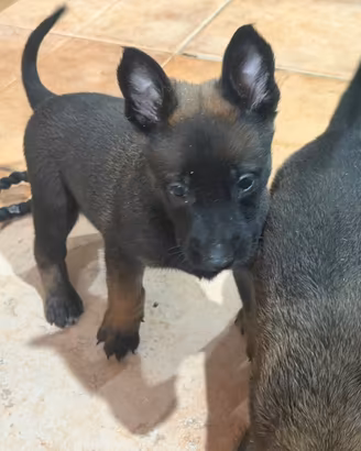 Pastore belga Malinois
