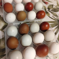 Marans, olive egger, padovana