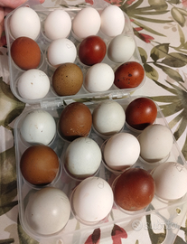 Marans, olive egger, padovana