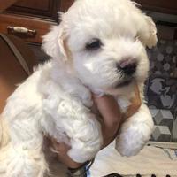 Cucciolo maltese taglia piccola