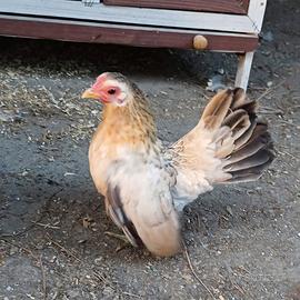 Serama malesi