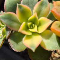 pianta grassa cactus aeonium kiwi 