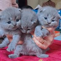 Gattini scottish fold e straight simil