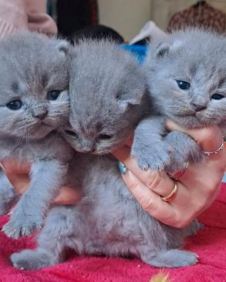 Gattini scottish fold e straight