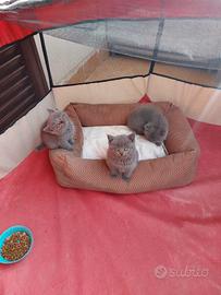 Cuccioli di gattini scottish straight e fold