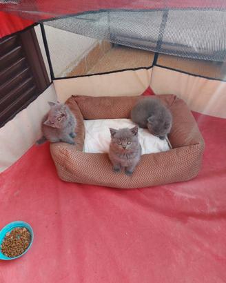 Cuccioli di gattini scottish straight e fold