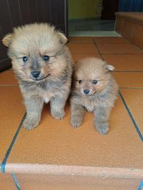 Volpino di Pomerania