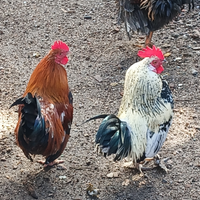 Galletti nani francesina e nani ricci