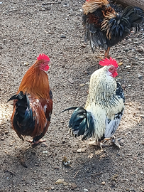 Galletti nani francesina e nani ricci