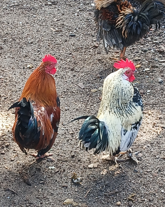 Galletti nani francesina e nani ricci