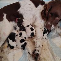 Cuccioli Springer Spaniel
