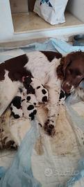 Cuccioli Springer Spaniel