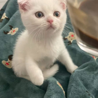 Scottish fold maschietto