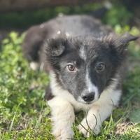 Border collie
